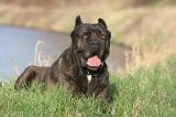 CANE CORSO 1386